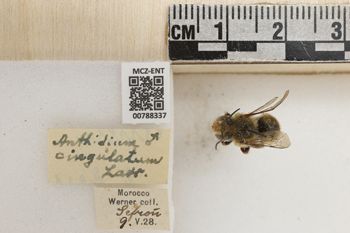 Media type: image;   Entomology 788337 Aspect: Labels